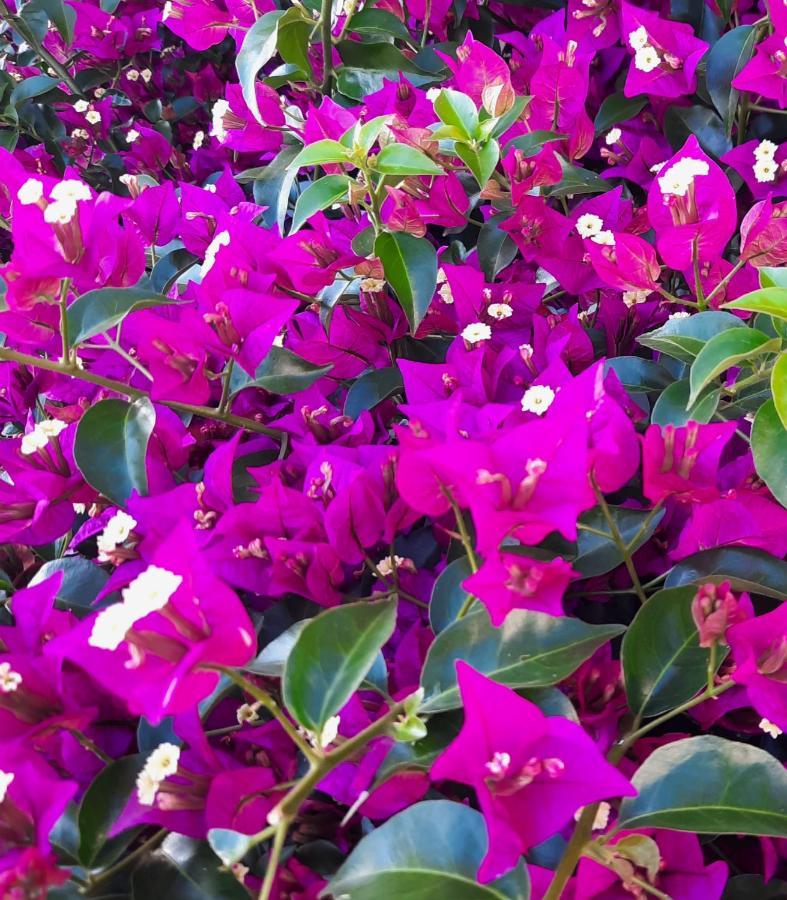 Fiori Del Conero Villa Ancona Dış mekan fotoğraf